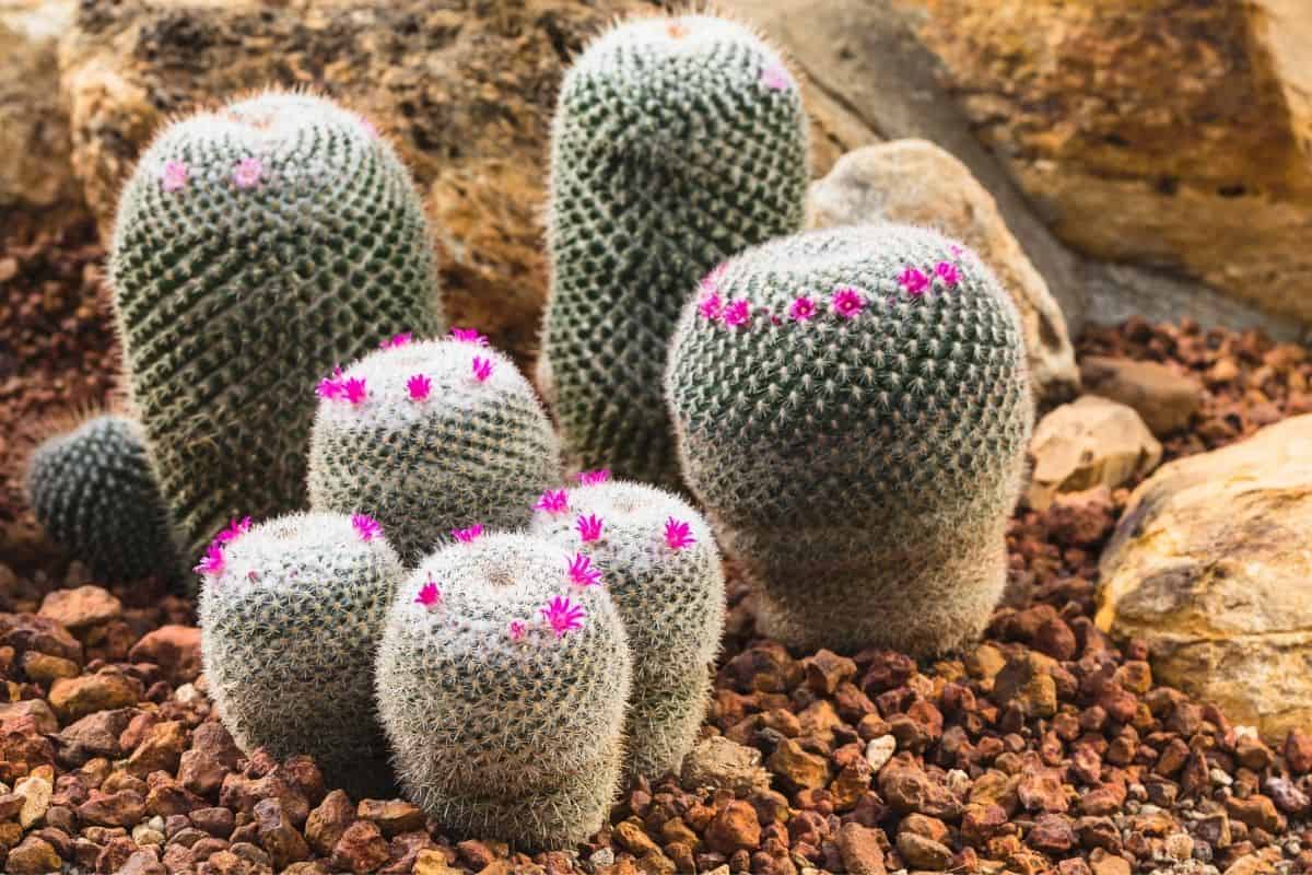 blooming succulents in rock garden