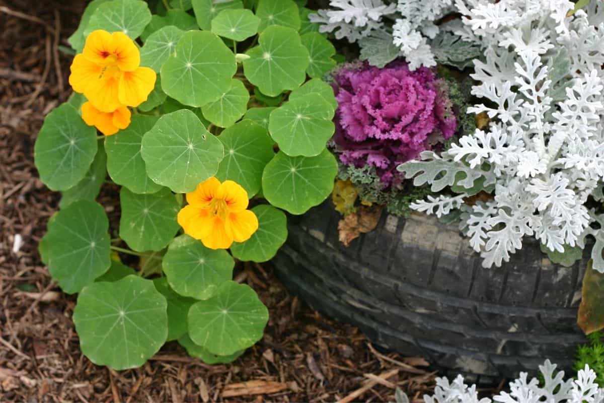 beautirul flowers growing in a car tire