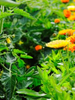 tomato plants and marigolds planted together