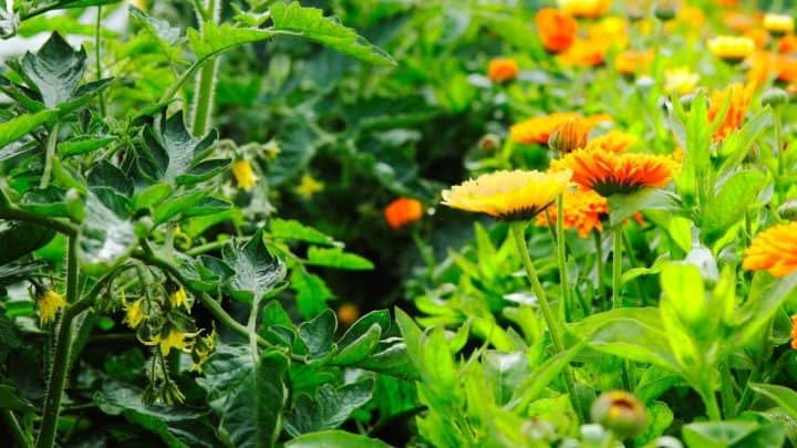 Should I Plant Flowers In My Vegetable Garden?