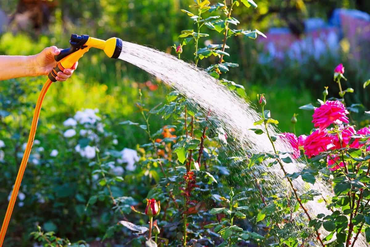 hose watering roses