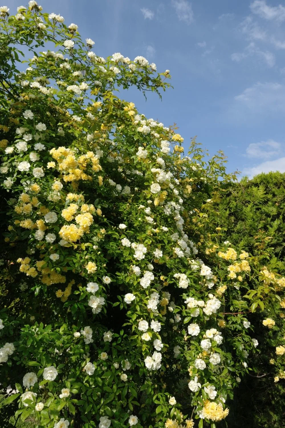white and yellow roses cascading over a fence