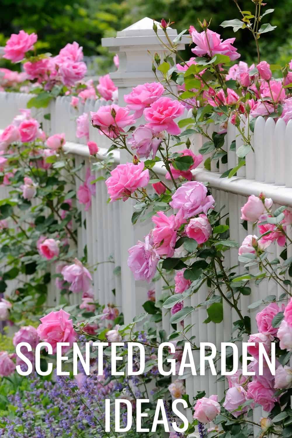 scented garden ideas