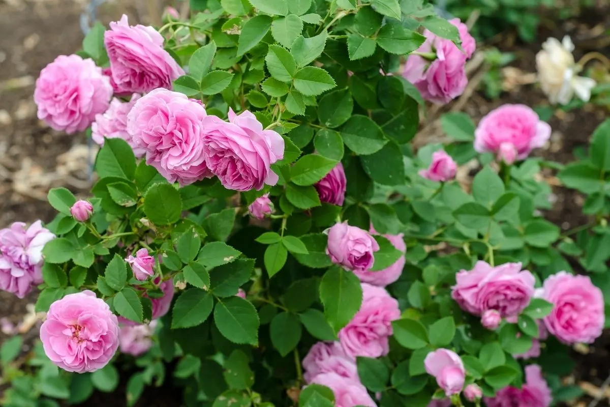 pretty pink Bourbon roses