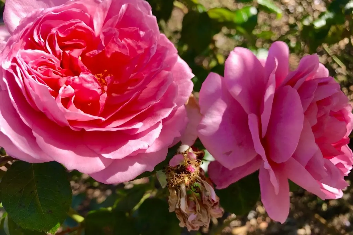 Boursault roses