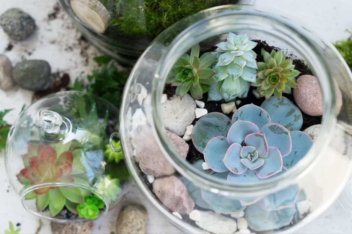 Mason jar fairy garden