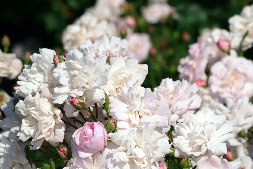 Rosa 'Blush Noisette'