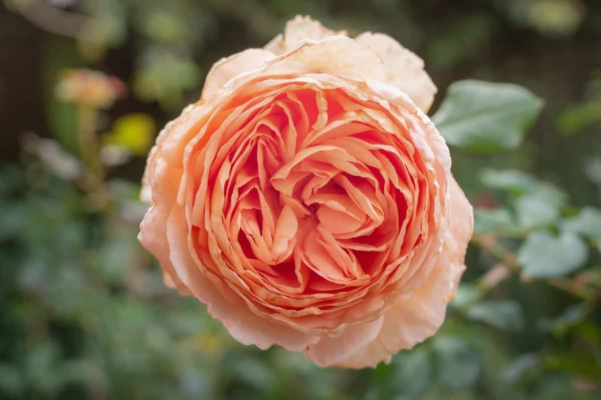 peach colored Rosa Centifolia