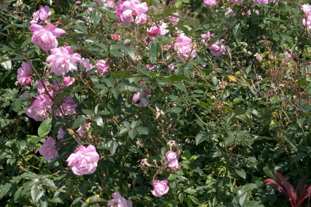 rosa chinensis