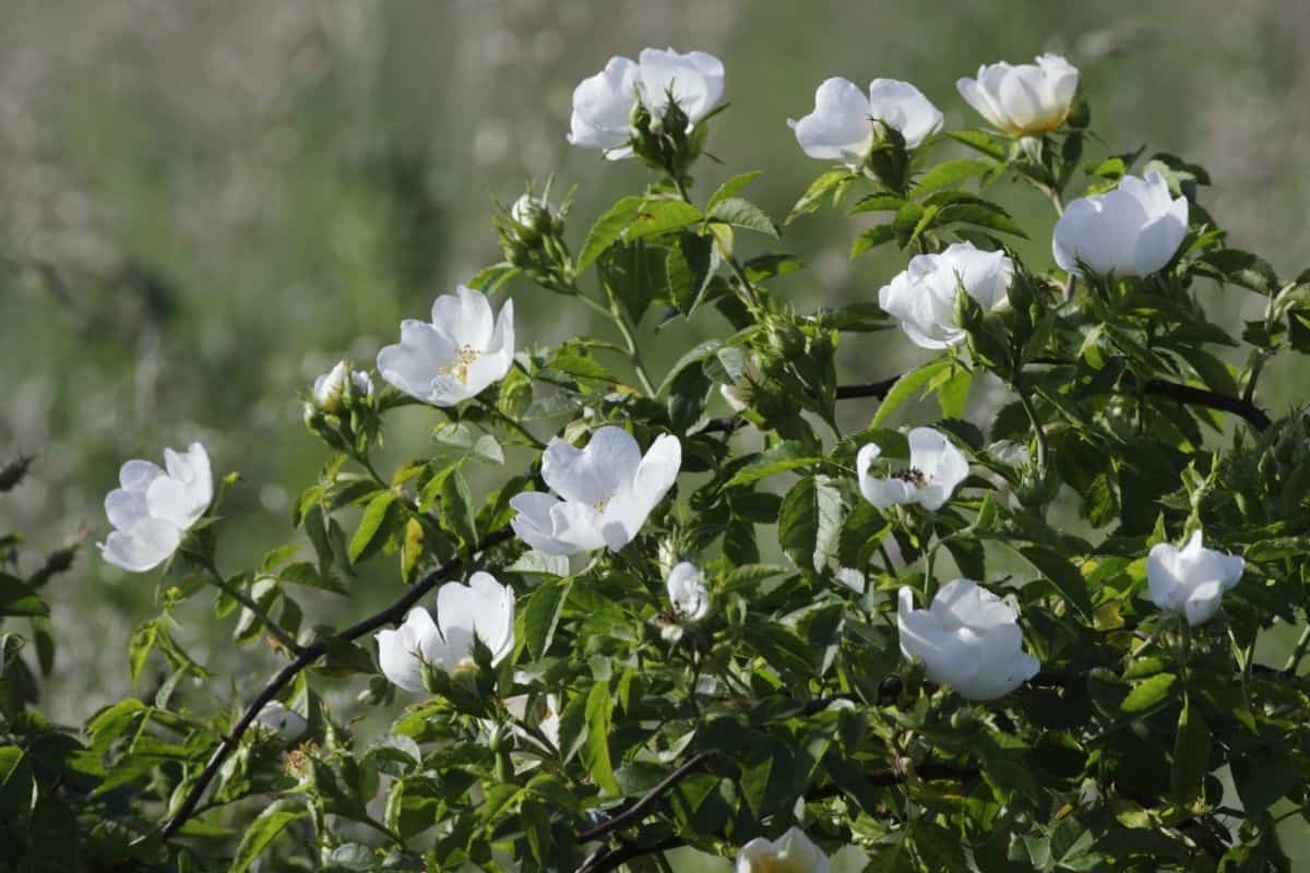 sprawling white Ayrshire roses