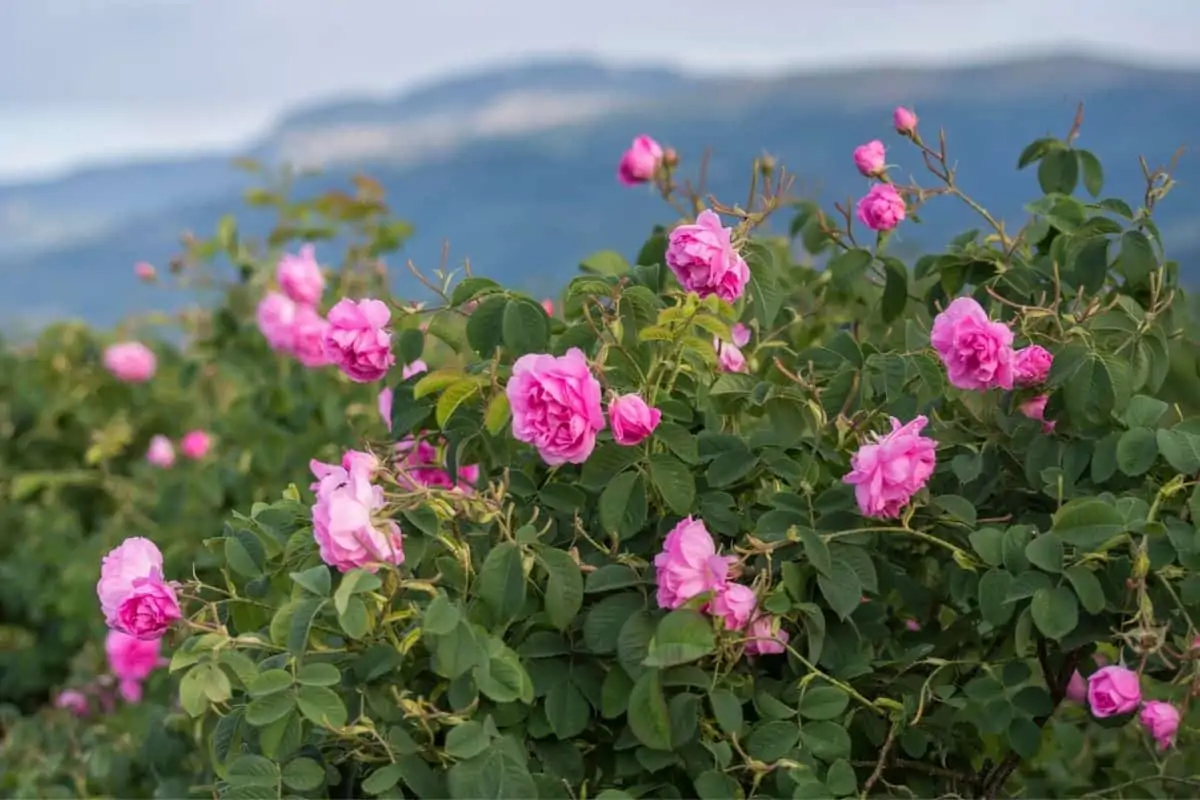 Rosa damascena