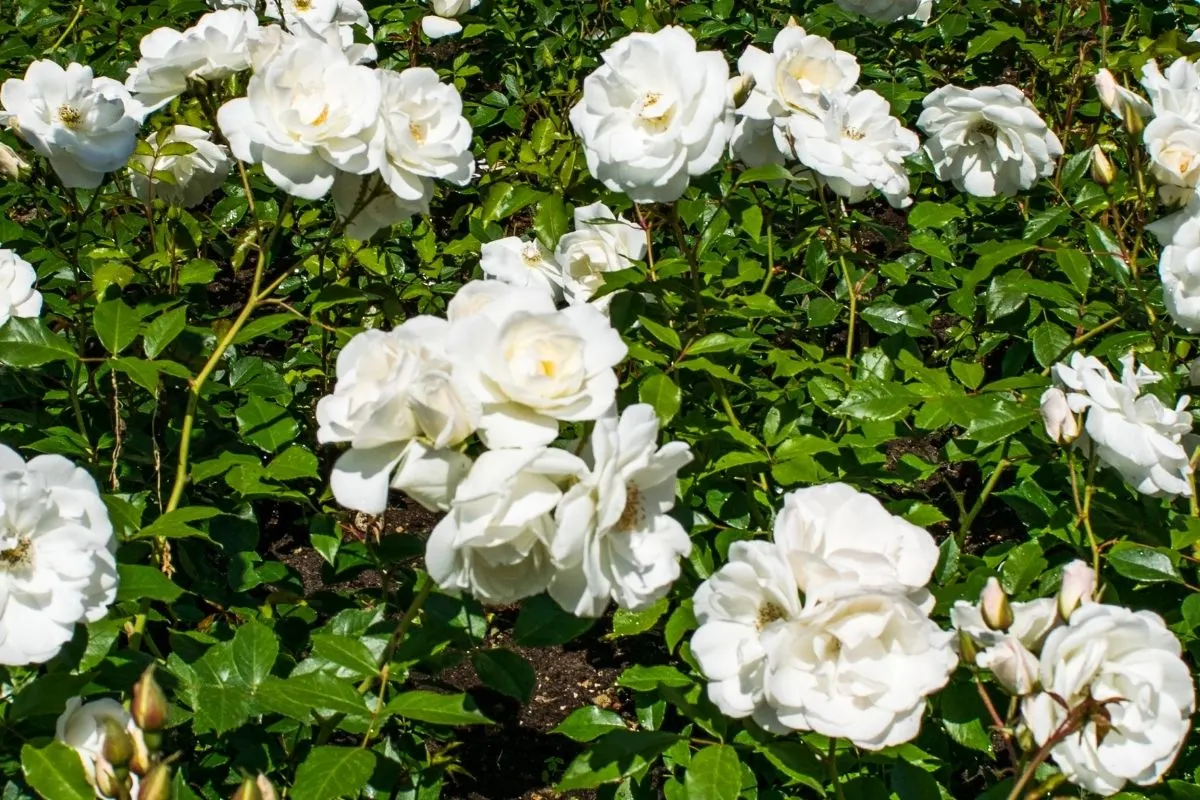 alba maxima roses