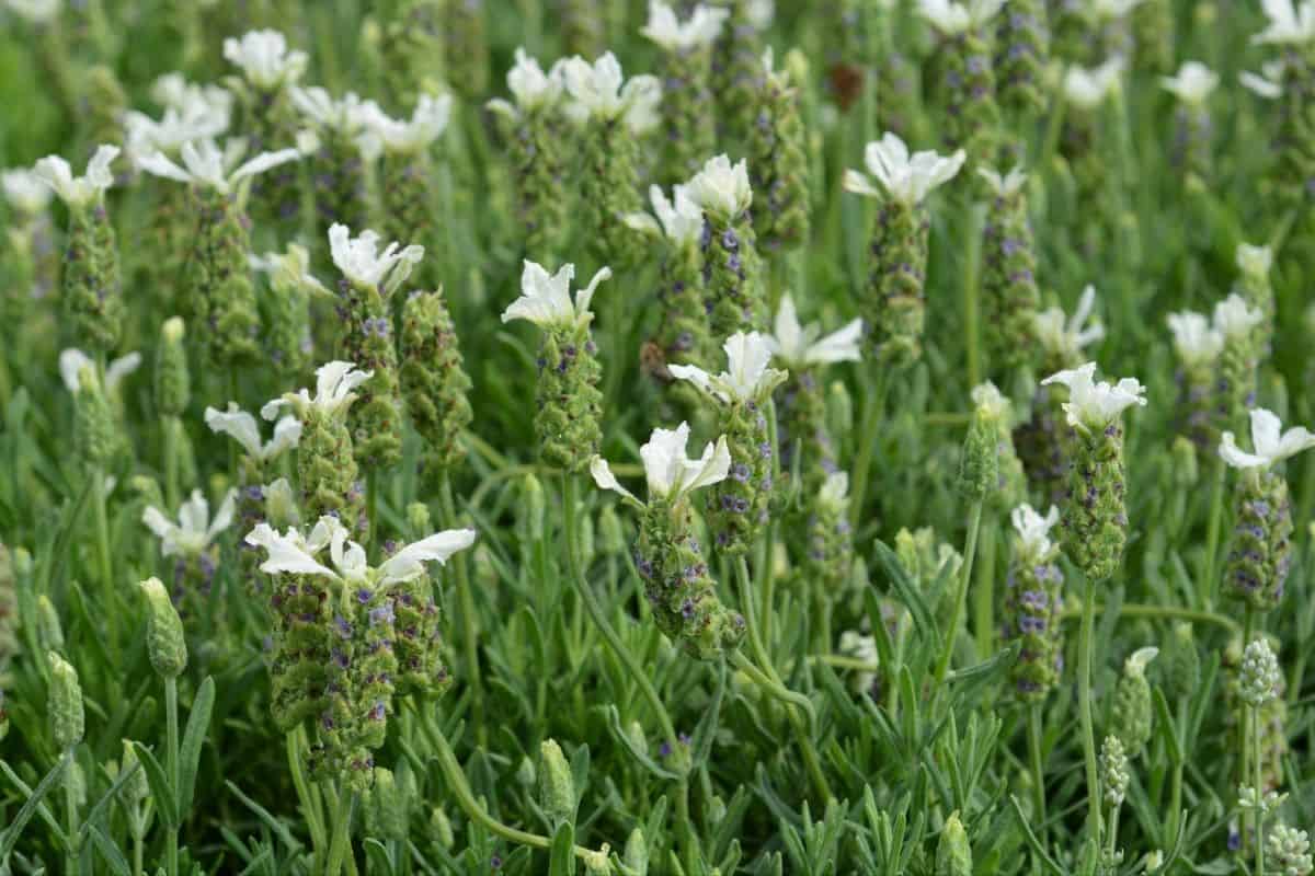 ballerina lavender