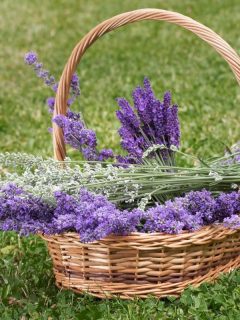 a basket filled with lavender flowers