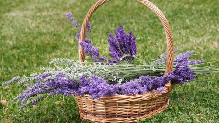 Different Types of Lavender {With Pictures} and Fun Ways to Use Them