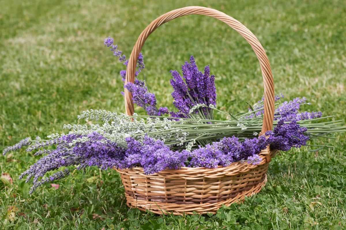 a basket filled with lavender flowers