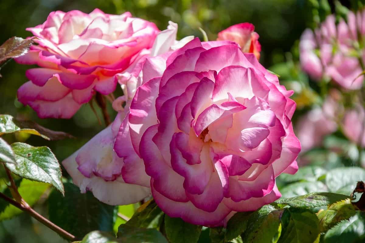 beautiful bicolor gallica roses