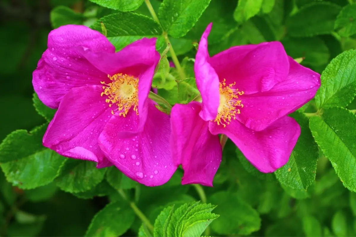 bright pink wild roses