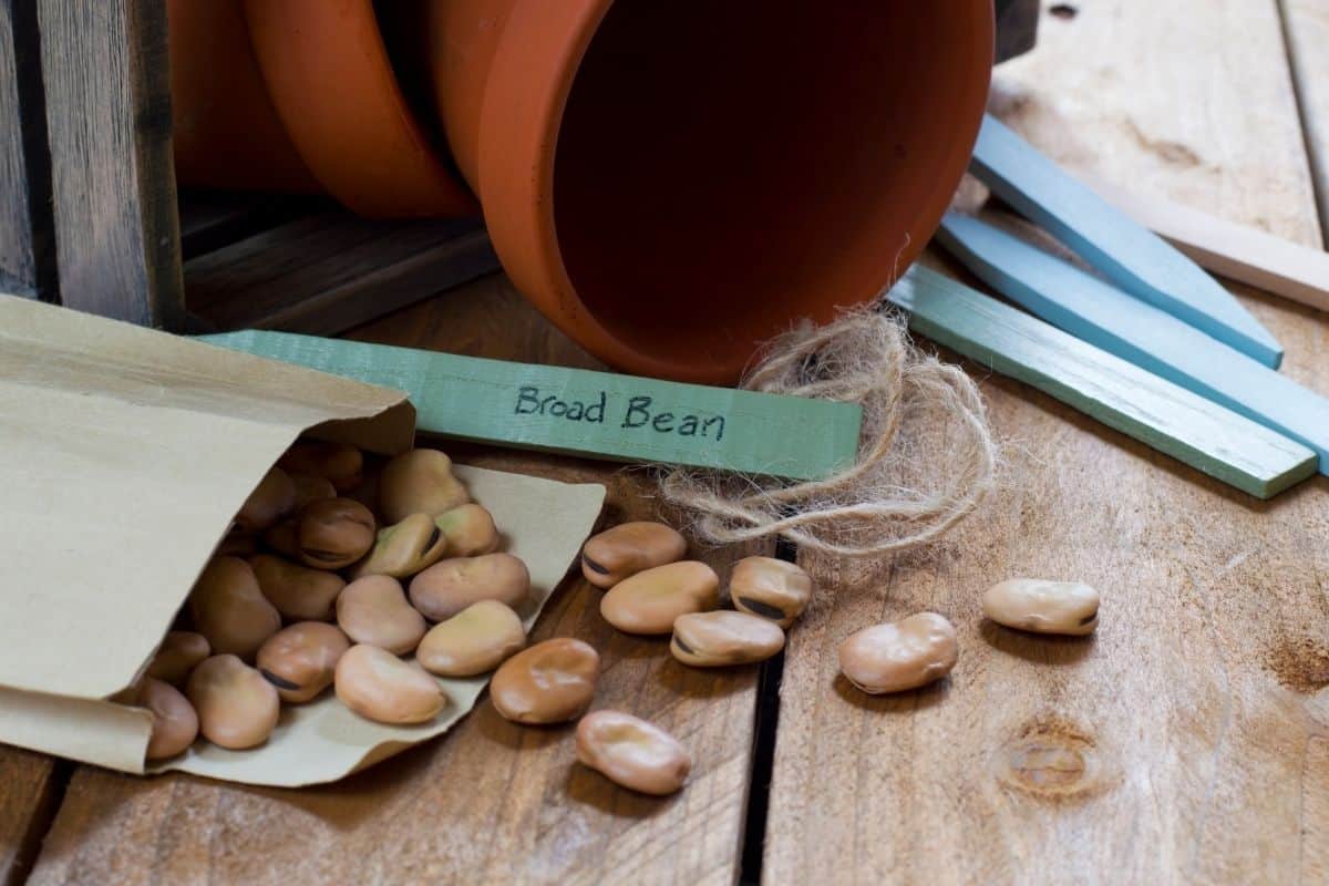 broad bean seeds