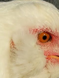 chicken with respiratory disease
