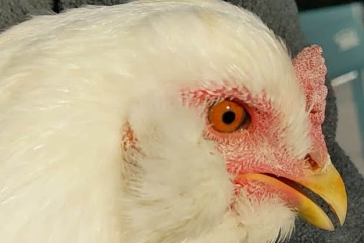 chicken with respiratory disease