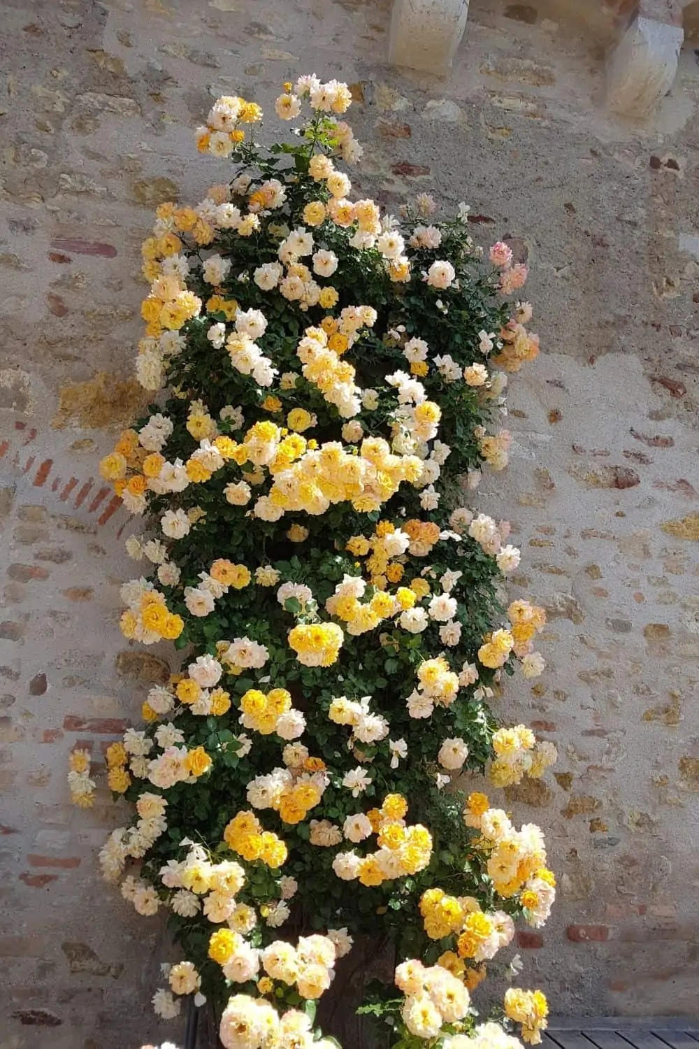 climbing yellow roses