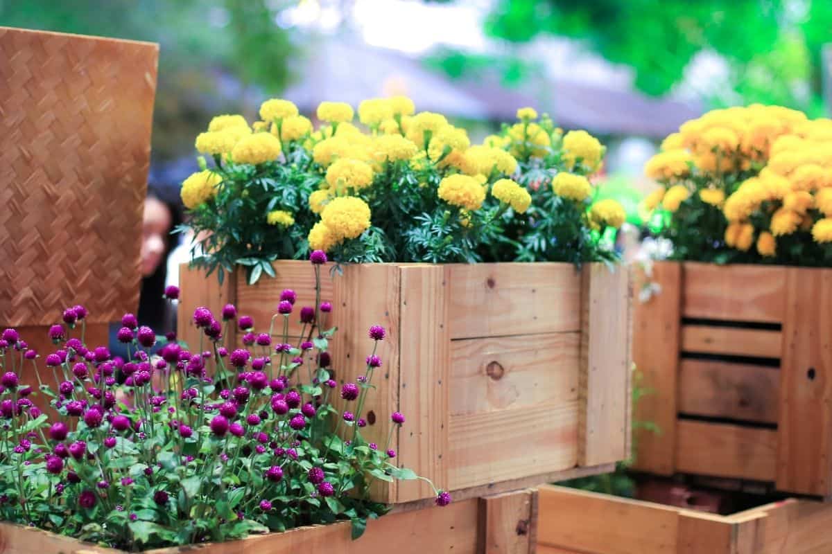 crates filled with brightly colored flowers