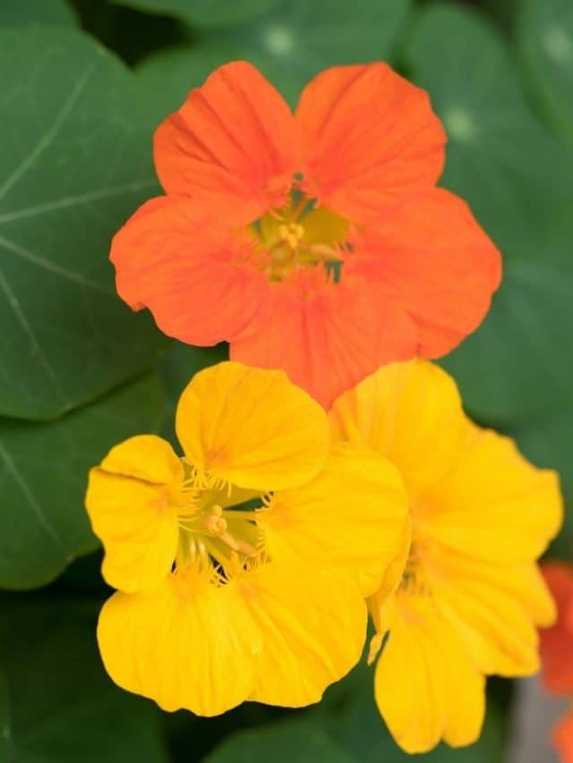 Guide For Growing Nasturtiums