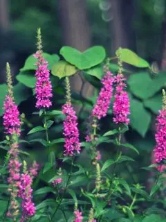cropped-woodland-flowers.jpg