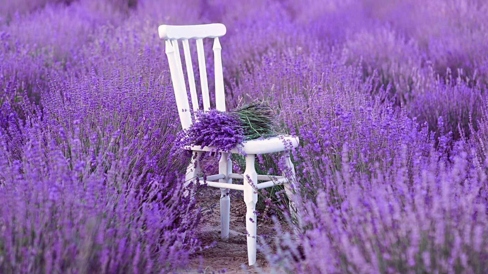 Cute white chair in the middle of a lavender field.