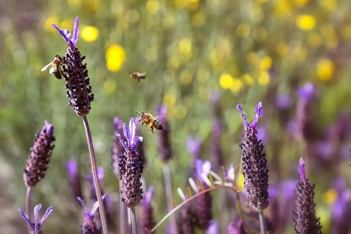 fathead lavender flowers