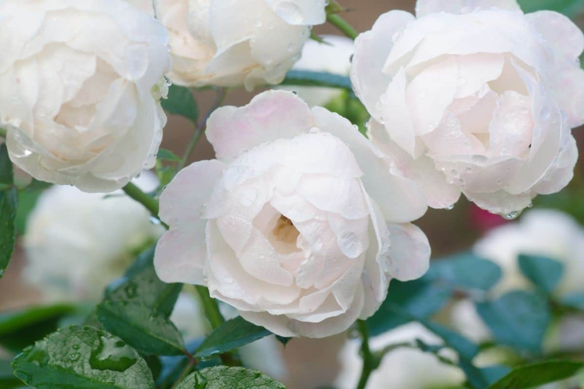 white floribunda roses