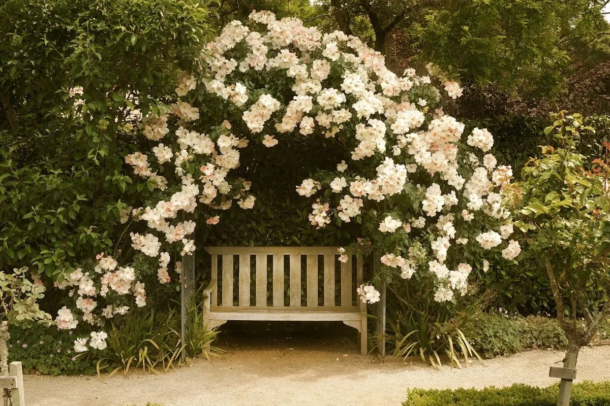 garden bench surrounded by white roses