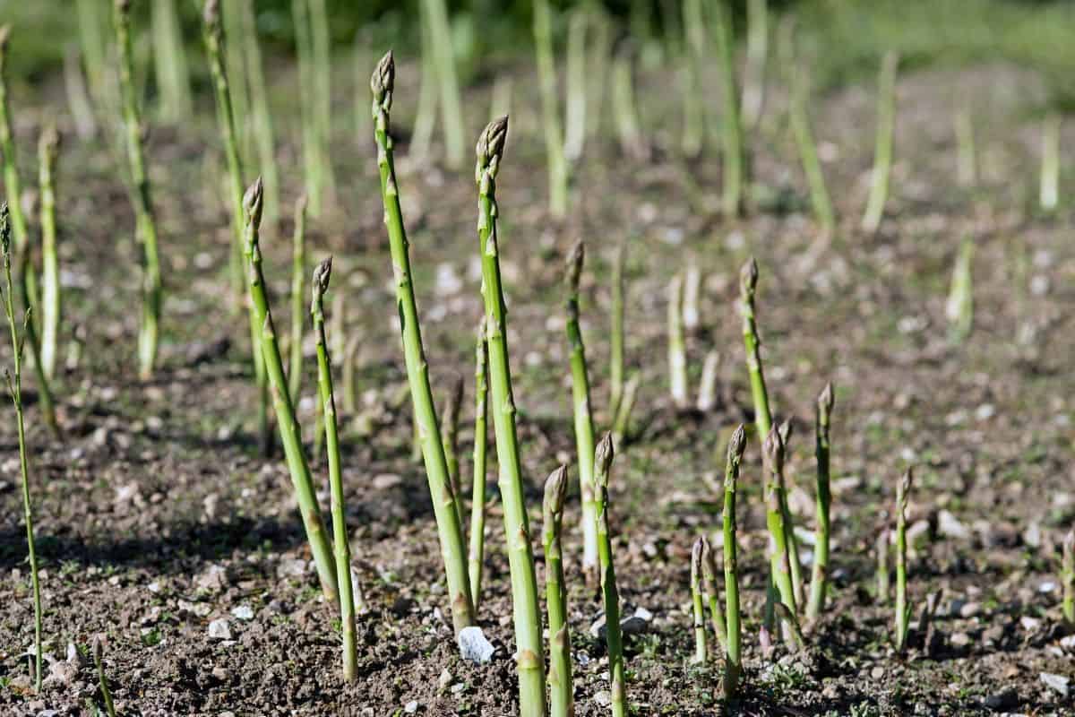 new asparagus growing in the spring