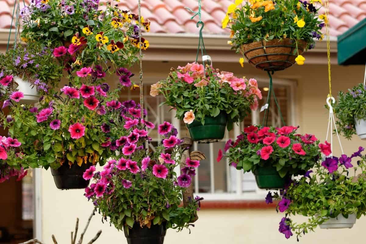 beautiful petunais in a hanging garden