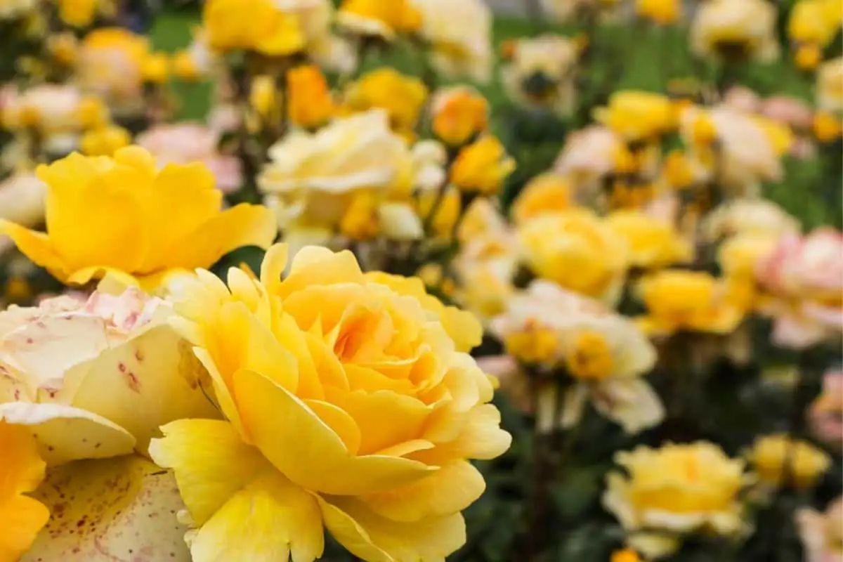 yellow hybrid tea roses