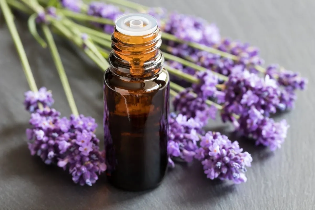 a bottle of lavender essential oil and some lavender flowers