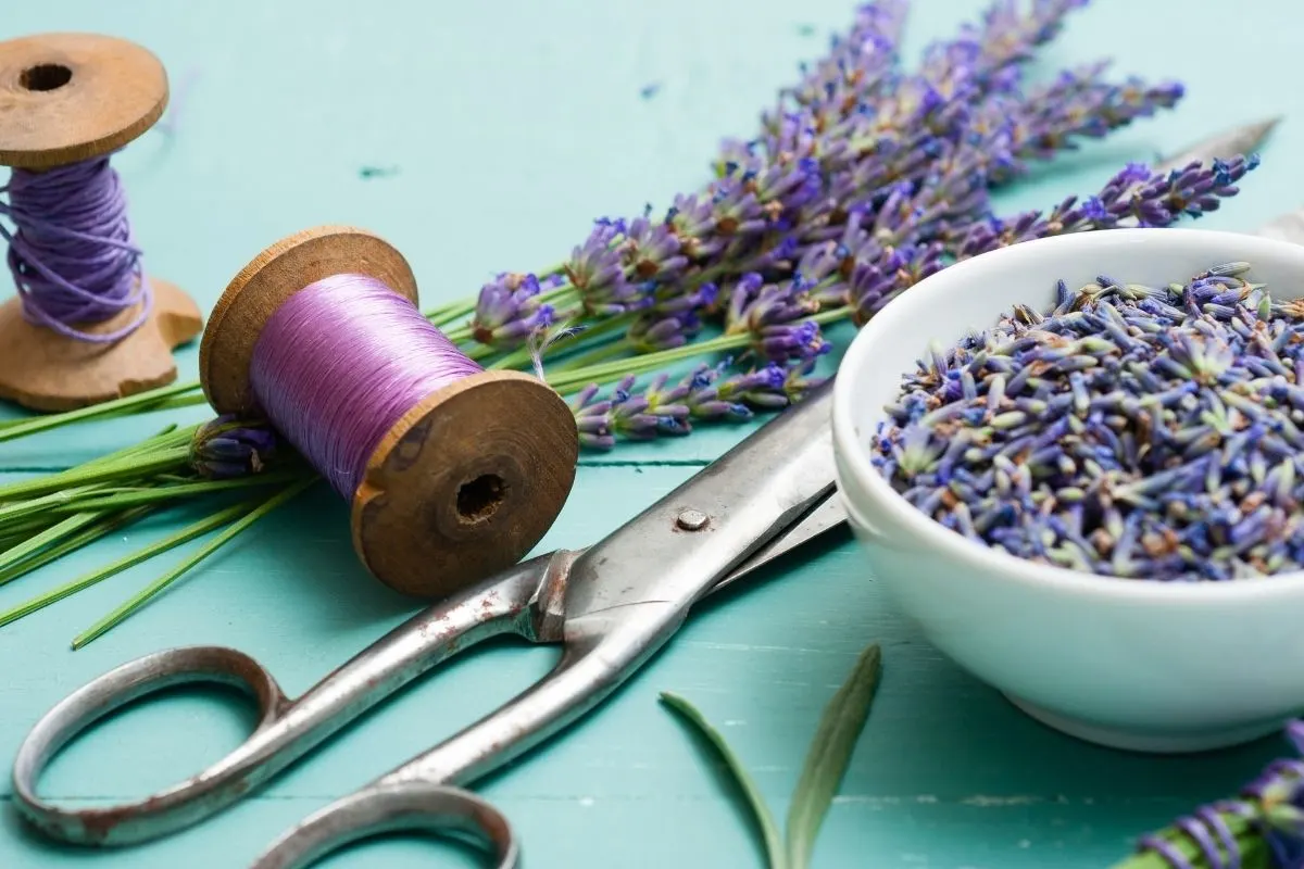 lavender supplies for crafting