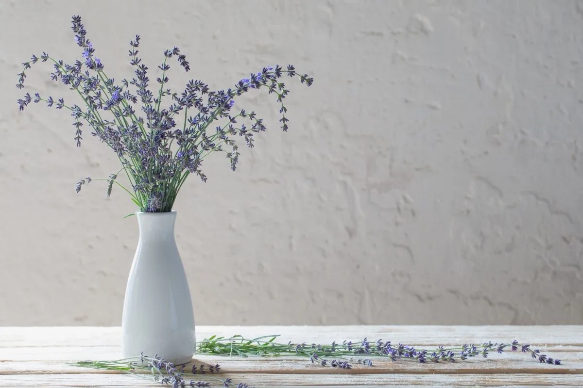 lavender flowers in a vase