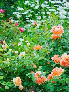beautiful mass of pastel roses in the garden