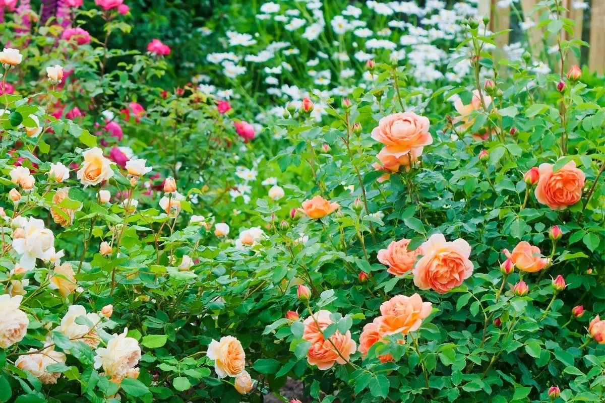 beautiful mass of pastel roses in the garden