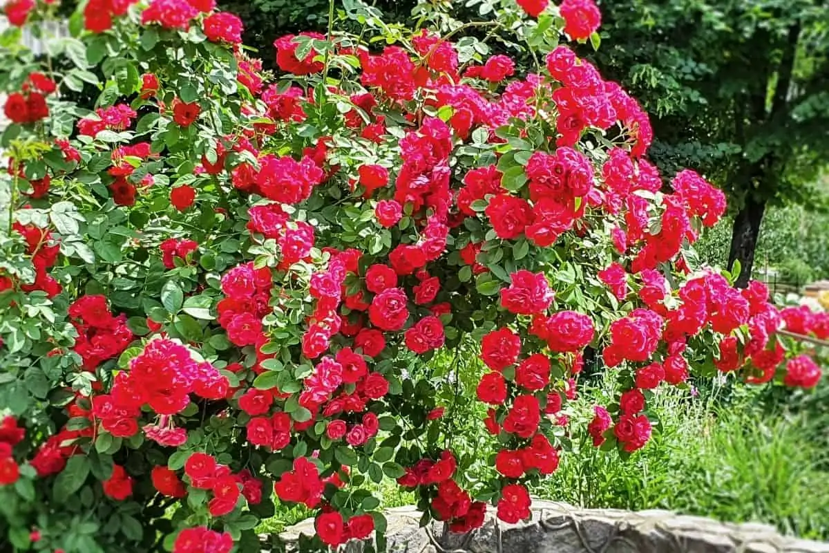 modern rose shrub with bright red flowers