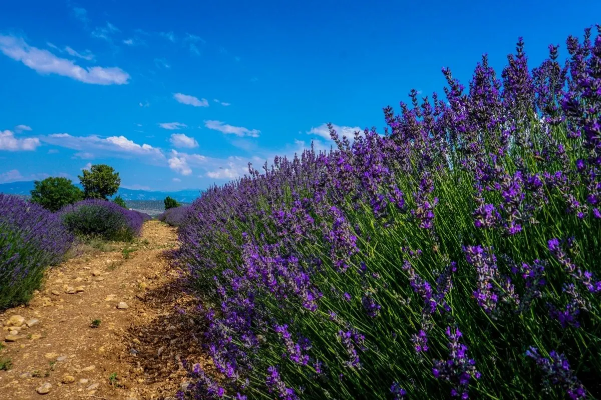 munstead lavender