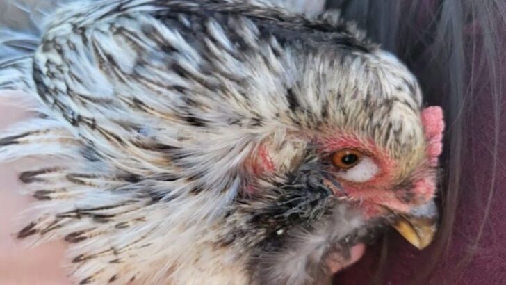 7 Respiratory Diseases In Chickens And What To Do When Your Chickens Get Them