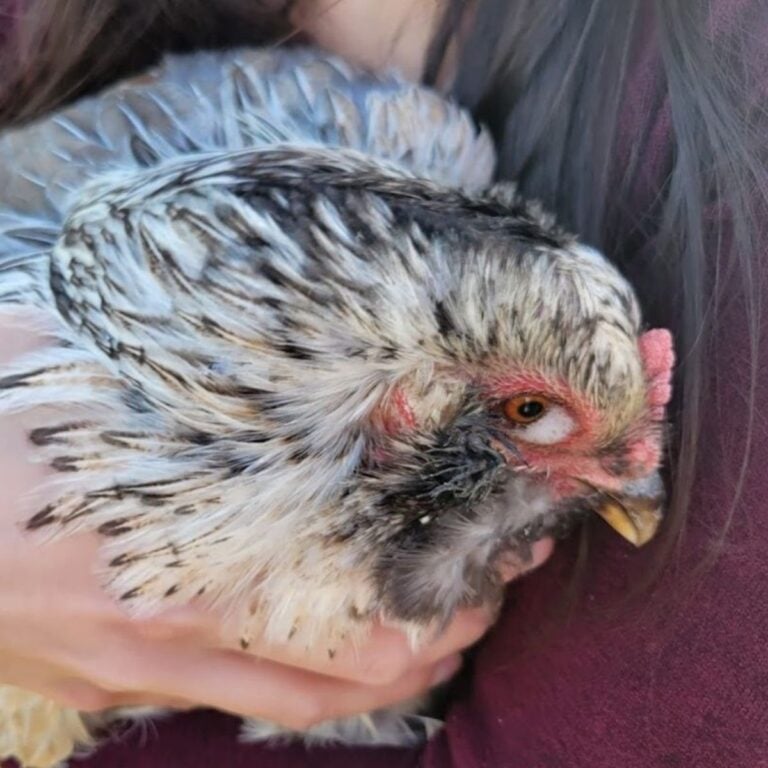 Ollie, our Easter egger when she had a foamy eye.