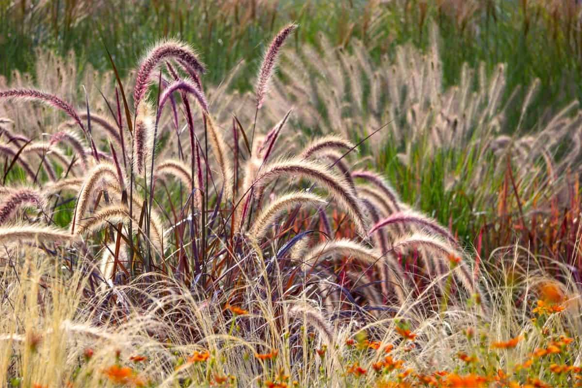 ornamental graseses behind orange flowers