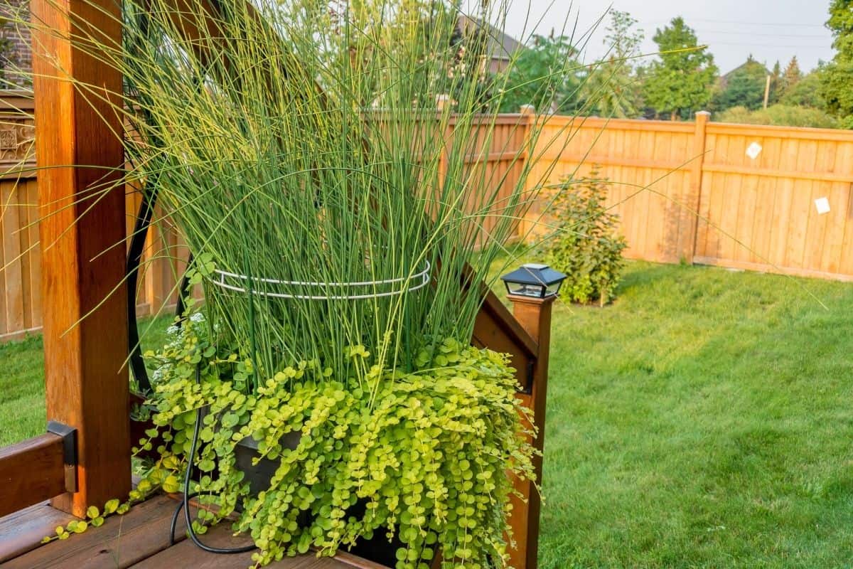 ornamental grass in a container surrounded by spilling leafy plant