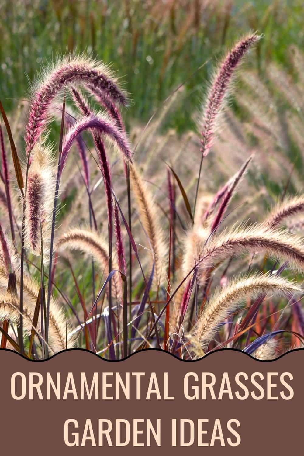 Ornamental grasses garden ideas