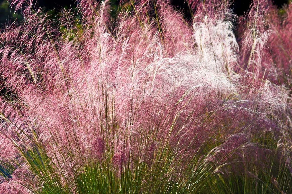 ornamental grasses