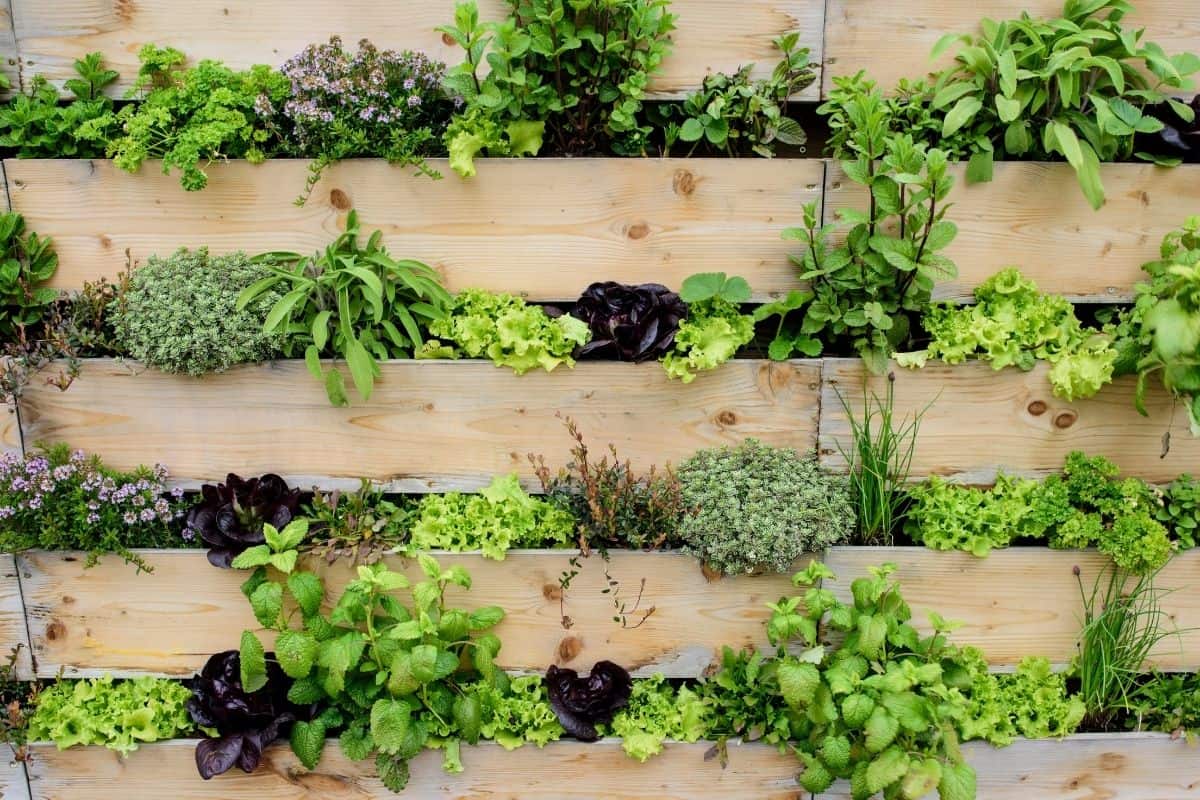 herbs growing in a pallet garden